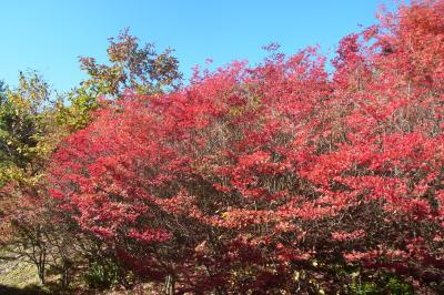 愛知の紅葉一番のり！茶臼山高原の紅葉とりんご狩り（2013.10）