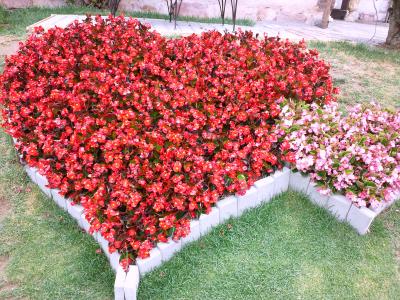 日帰り旅行　～薔薇と河口湖オルゴールの森～