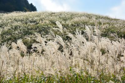 ２０１３年１１月１日　箱根仙石原すすき野原は　まだまだ見ごろで金色に輝いています