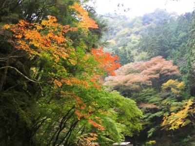 色づき始めの赤目四十八滝