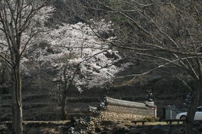 2011春、韓国旅行記23(5/32)：順天市、松広寺、ヤマザクラ、山道の参道