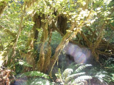 ワシントン州、オリンピック半島周遊2週間 ⑨世界遺産・Hoh Rain Forest