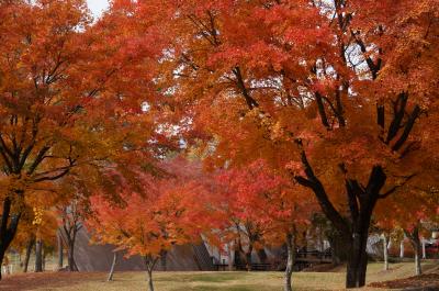 紅葉狩り～清里・横谷渓谷・河口湖～