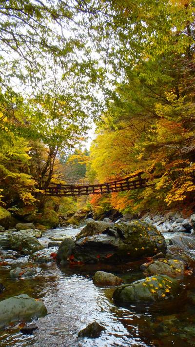 奥祖谷二重かずら橋の紅葉