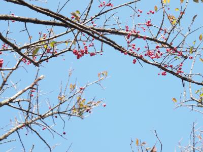 天城山、紅葉にはまだ早かった。
