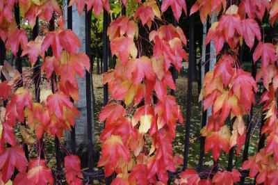 11月上旬の旅　紅葉めぐり　知事公館編