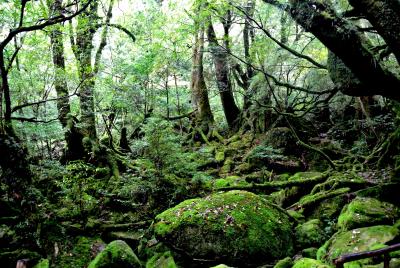 ☆屋久島　縄文杉と白谷雲水峡トレッキング☆