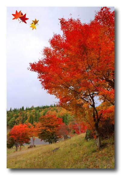 Solitary Journey ［1284］ 美しい紅葉、秋色に彩られた山々。紅く染まったモミジがいっぱい！＜もみの木森林公園＞ 広島県廿日市市
