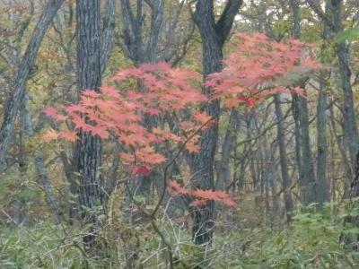 ♪13年10月13日(日) 早朝から 日光・戦場ヶ原を ポタリング【06/Nov/13完成】