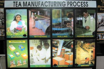 2011夏、スリランカ旅行記(33/46)：ヌワラエリアの紅茶畑、製茶工場見学