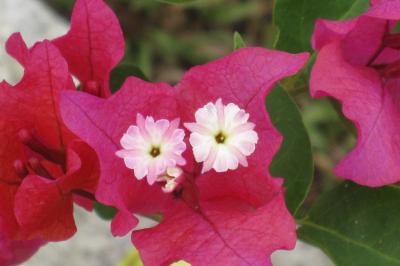 2011夏、スリランカ旅行記(43/46：補遺3)：キャンディ、ホテルの庭の植物