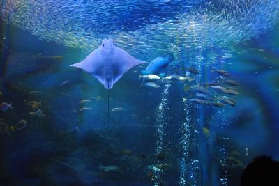 記念日は京都水族館とイタリアン