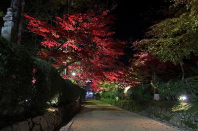 魔界　神秘の高野山　深夜から朝までの紅葉観賞