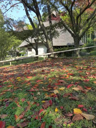 秋のブラチャモリ 豊中・池田編 2013