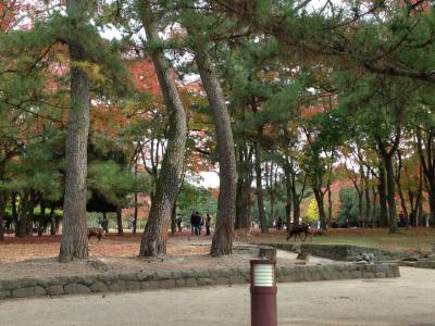 奈良公園で鹿にせんべいを！
