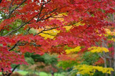 もうすっかり秋色な。。黄葉＆紅葉の昭和記念公園