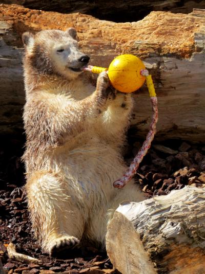 秋田ホッキョクグマ紀行　男鹿水族館GAO　茶熊！？ミルク姫　可愛く、やんちゃに、たくましく成長中！！