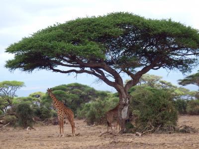 ケニア　サファリの旅　1