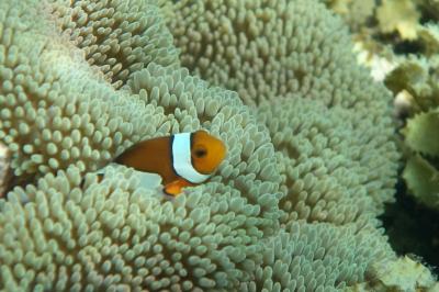 立冬の白保でシュノーケル。