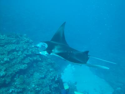 石垣島ダイビング旅行(２０１３年１１月）～水中編