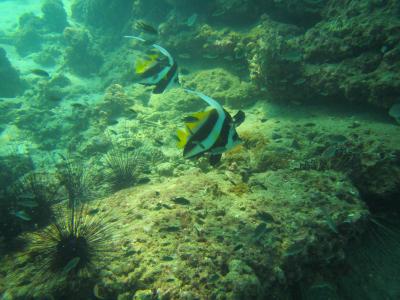 ランカウイ パヤ島でダイビング