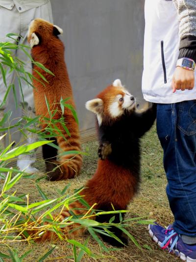 晩秋のレッサーパンダ紀行【５】 茶臼山動物園　ＺＩＰ！の取材が来たよ、今年生まれのアジサイっ子達も大活躍！！　ココロちゃん＆ルナちゃん、三島楽寿園でも可愛がってもらうんだよ！！