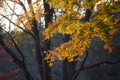 秋の国営武蔵丘陵森林公園を訪問する②ぽんぽこマウンテン～中央口～南口～森林公園駅