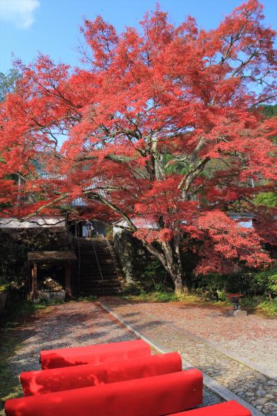 京都を歩く(176) 深まる秋　亀岡の紅葉の名所　鍬山神社・神蔵寺へ