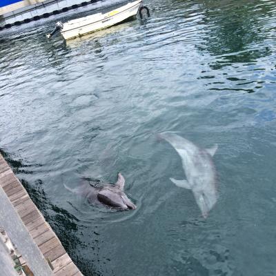 ぼっちたび 秋の南九州さっくり旅一泊二日 一日目 鹿児島市内