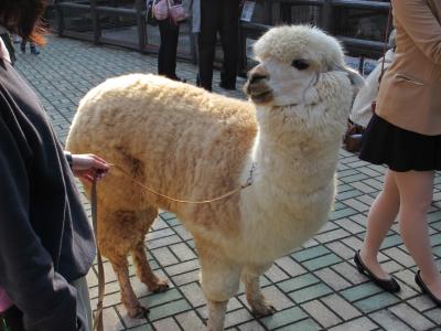 アルパカさんがやって来た！茶臼山動物園へ逢いに行こう！