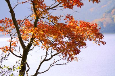神奈川の紅葉スポットはやっぱり箱根