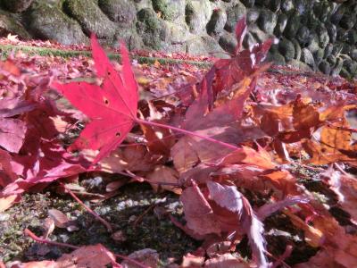 太閤さんの紅葉は今年も豪華絢爛・・神戸・有馬温泉