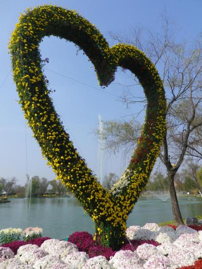 韓国　「行った所・見た所」　扶余の宮南池を菊の花を眺めながら散策