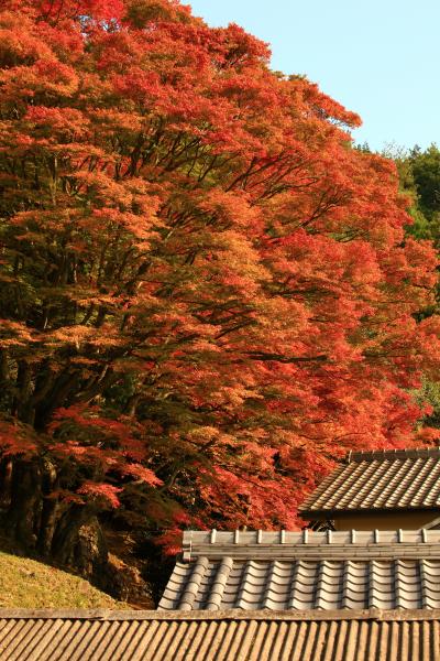 京都　紅葉めぐり～法常寺、積善寺/桜天満宮、苗秀寺