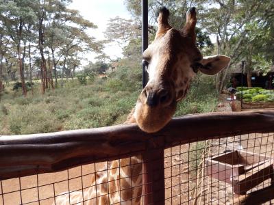 ケニア　サファリの旅　６　ナイロビ編