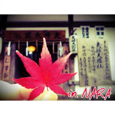 ぷらっと奈良へ～苔と灯篭と根っこに萌えた１日～