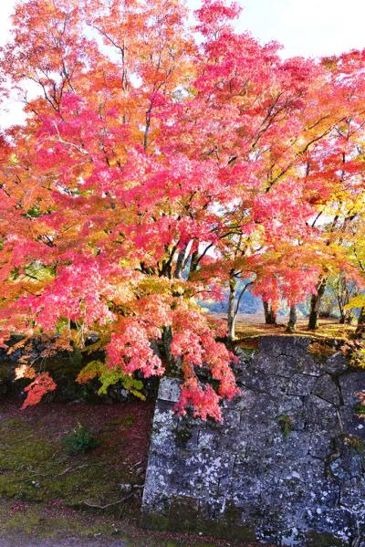 岡城跡の紅葉