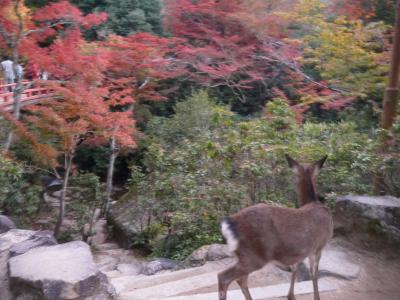 秋の京都～安芸の宮島旅行