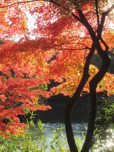 多摩湖・野山北公園のモミジめぐり2013　　Autumn color around  Tama　Lake