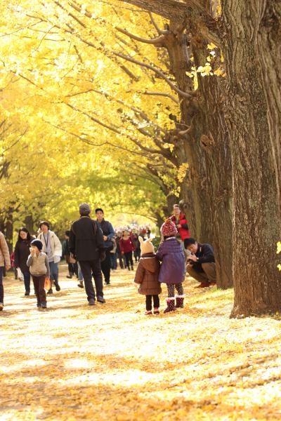 昭和記念公園ファン倶楽部コミュ・オフ会の紅葉・黄葉リレー（前編）いちょう橋から続くイチョウ並木から、ガオーッ公園とこもれびの丘を経て、一面ピンクにはほど遠かったけれど見事なルビー色のそばの花まで