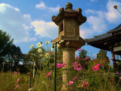 ２０１３　奈良旅ー１０　コスモスの般若寺