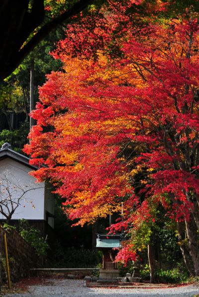 惜しみながら金剛輪寺の紅葉、更に続く紅葉の旅～