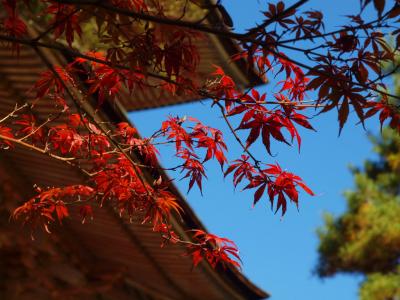 吉見町　吉見観音（岩殿山　安楽寺）　見事な紅葉