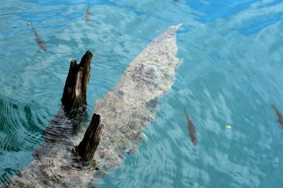 2012初夏、クロアチア等の東欧旅行(19/50)：6月23日(5)：プリトヴィツェ湖群国立公園、鴨、鯉(チャブ)の群