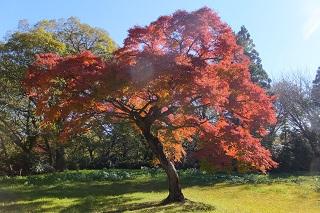佐倉城址公園紅葉と古典菊展2013