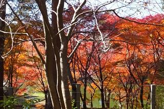 DIC川村記念美術館の紅葉2013