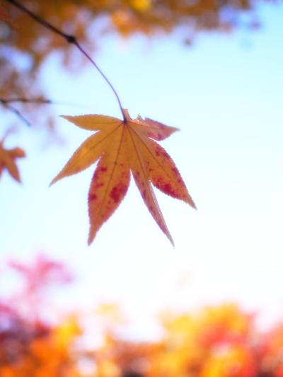昭和記念公園ファン倶楽部の紅葉オフ会２０１３