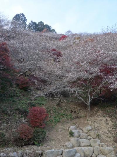 小原の川見（せんみ）地区・四季桜の郷。山を覆う霞のような四季桜がすばらしい。