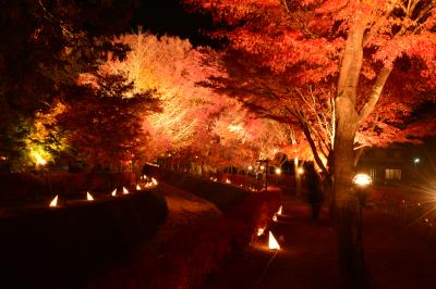 2013年河口湖の紅葉