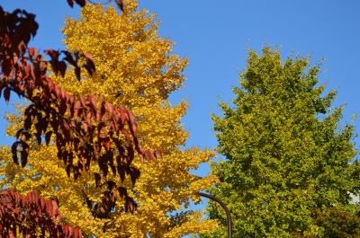 フラッと後楽園